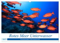Rotes Meer Unterwasser (Wandkalender 2027 DIN A2 quer), CALVENDO Monatskalender