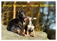 Einmal Bullterrier - immer Bullterrier (Wandkalender 2027 DIN A3 quer), CALVENDO Monatskalender