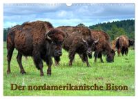 Der nordamerikanische Bison (Wandkalender 2027 DIN A3 quer), CALVENDO Monatskalender