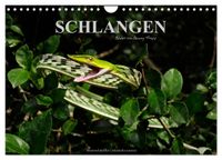 Schlangen (Wandkalender 2027 DIN A4 quer), CALVENDO Monatskalender