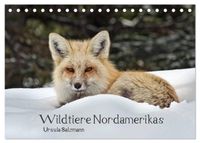 Wildtiere Nordamerikas (Tischkalender 2027 DIN A5 quer), CALVENDO Monatskalender
