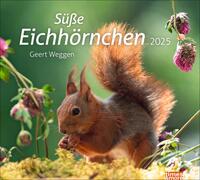 Eichhörnchen Bildkalender 2025