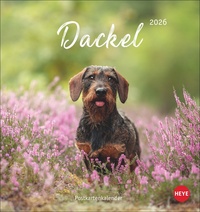 Dackel Postkartenkalender 2026