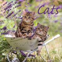 Cats 2027