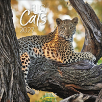 Big Cats 2027