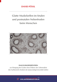 Glatte Muskelzellen im fetalen und postnatalen Nebenhoden beim Menschen