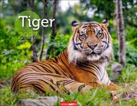 Tiger Kalender 2027