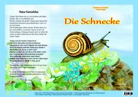 Natur-Kamishibai / Die Schnecke - Natur-Kamishibai