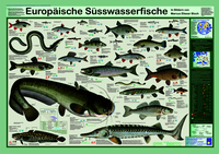 Europäische Süsswasserfische