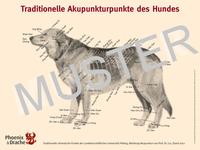 Traditionelle Akupunkturpunkte des Hundes