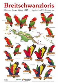 Poster Breitschwanzloris