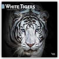 White Tigers – Weiße Tiger 2027 – 16-Monatskalender
